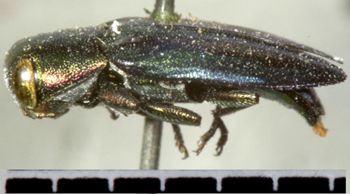 Media type: image;   Entomology 8111 Aspect: habitus lateral view